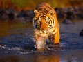 Creek_Crossing_Bengal_Tiger.jpg